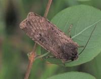 Attēlu rezultāti vaicājumam “Euxoa nigricans”