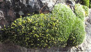 Attēlu rezultāti vaicājumam “Grimmia pulvinata sporophyte”