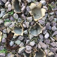 Attēlu rezultāti vaicājumam “Geopora arenicola”