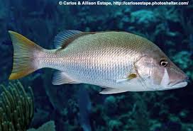 Image result for Lutjanus jocu