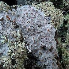 Attēlu rezultāti vaicājumam “Trapelia coarctata”