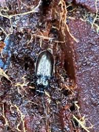 Attēlu rezultāti vaicājumam “Loricera pilicornis”