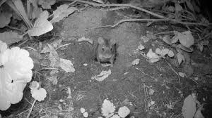 Attēlu rezultāti vaicājumam “Apodemus agrarius”