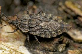 Attēlu rezultāti vaicājumam “Aradus betulae”