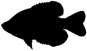 Image result for Pomoxis nigromaculatus