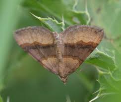 Attēlu rezultāti vaicājumam “Scotopteryx chenopodiata”
