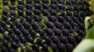 Attēlu rezultāti vaicājumam “Helianthus annuus fruit”