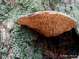 Attēlu rezultāti vaicājumam “Daedalea quercina”