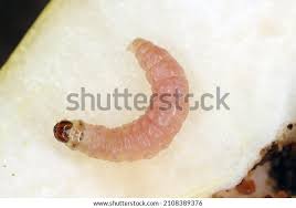 Attēlu rezultāti vaicājumam “Cydia pomonella”