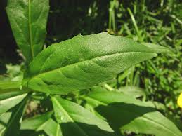 Attēlu rezultāti vaicājumam “Erysimum cheiranthoides flower”