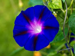 Image result for Prunkwinde