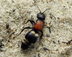 Attēlu rezultāti vaicājumam “Mutilla europaea”