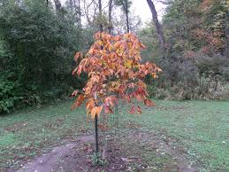 Attēlu rezultāti vaicājumam “Aesculus x neglecta”