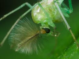 Attēlu rezultāti vaicājumam “Chironomidae imago”