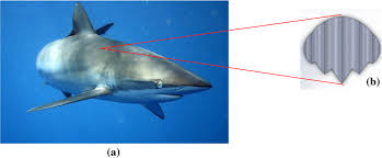 Image result for Carcharhinus falciformis