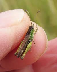 Attēlu rezultāti vaicājumam “Myrmeleotettix maculatus”