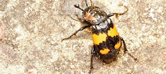 Attēlu rezultāti vaicājumam “Nicrophorus vespilloides”