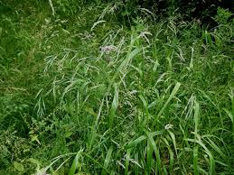 Attēlu rezultāti vaicājumam “Festuca gigantea”