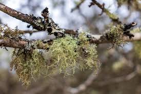 Attēlu rezultāti vaicājumam “Cetraria islandica”
