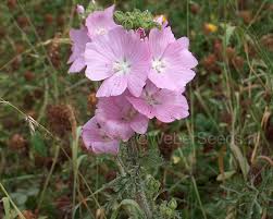 Image result for Malva moschata