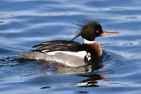 Attēlu rezultāti vaicājumam “Mergus merganser”