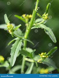 Attēlu rezultāti vaicājumam “Sisymbrium volgense”