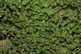 Attēlu rezultāti vaicājumam “Diplophyllum albicans”