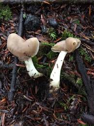 Attēlu rezultāti vaicājumam “Helvella elastica”