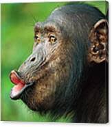 Attēlu rezultāti vaicājumam “Troglodytes troglodytes adult”