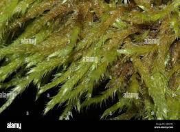 Attēlu rezultāti vaicājumam “Brachythecium salebrosum”