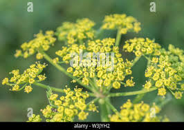 Attēlu rezultāti vaicājumam “Pastinaca sativa subsp. sylvestris leaf”
