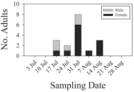 Attēlu rezultāti vaicājumam “Atylotus sp.”