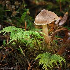 Attēlu rezultāti vaicājumam “Inocybe lanuginosa”