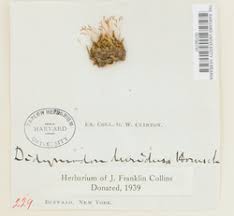 Attēlu rezultāti vaicājumam “Saelania glaucescens”