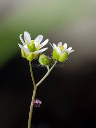 Attēlu rezultāti vaicājumam “Erophila verna flower”