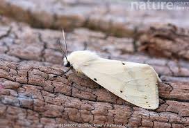 Attēlu rezultāti vaicājumam “Spilosoma lutea”
