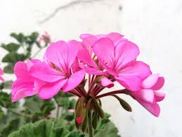 Attēlu rezultāti vaicājumam “Geranium palustre leaf”