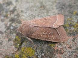 Attēlu rezultāti vaicājumam “Orthosia cerasi”