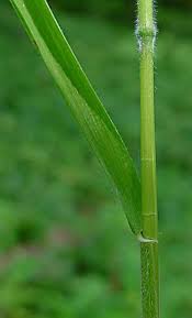 Attēlu rezultāti vaicājumam “Hordelymus europaeus”