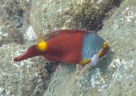 Image result for Sparisoma cretense