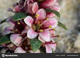 Attēlu rezultāti vaicājumam “Glaux maritima flower”
