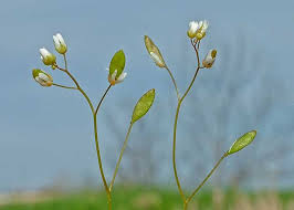 Attēlu rezultāti vaicājumam “Erophila verna fruit”