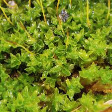 Attēlu rezultāti vaicājumam “Hymenostylium recurvirostrum macro”