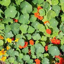 Image result for Tropaeolum majus
