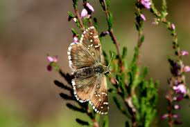 Attēlu rezultāti vaicājumam “Pyrgus alveus”