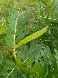 Attēlu rezultāti vaicājumam “Vicia angustifolia leaf”