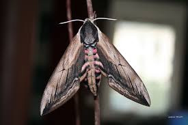 Attēlu rezultāti vaicājumam “Sphinx ligustri”