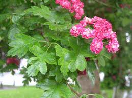 Attēlu rezultāti vaicājumam “Crataegus laevigata leaf”