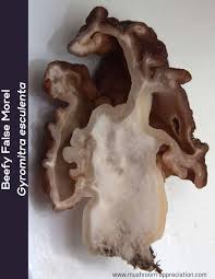 Attēlu rezultāti vaicājumam “Gyromitra esculenta”