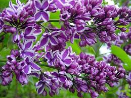 Attēlu rezultāti vaicājumam “Syringa vulgaris flower”